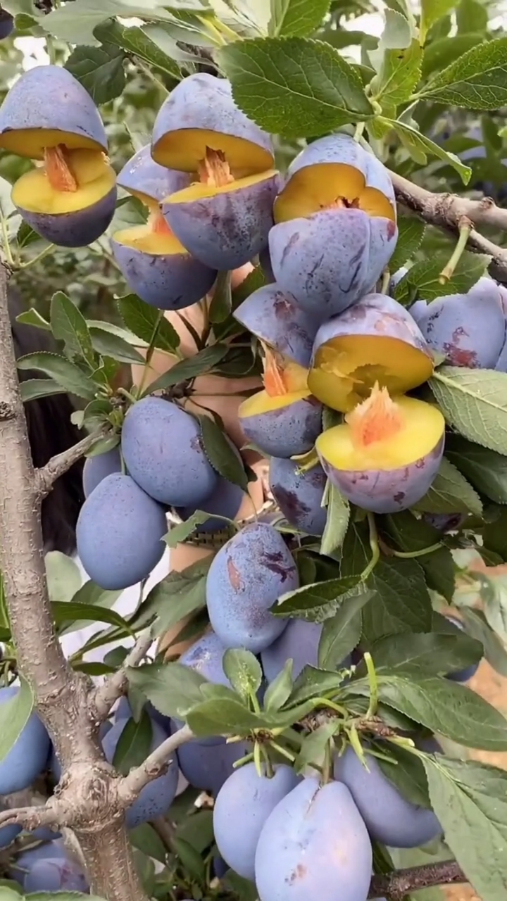 泰安开发区泽雨苗圃#女神西梅苗品种介绍