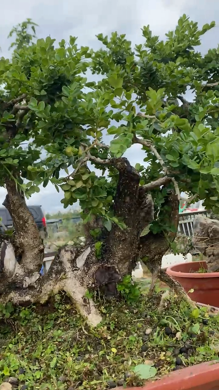 小叶黄杨一本丛林