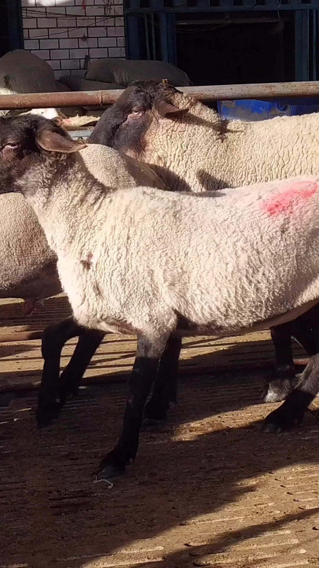 萨福克羊长肉快,体型大,适合东北地区养殖吗?