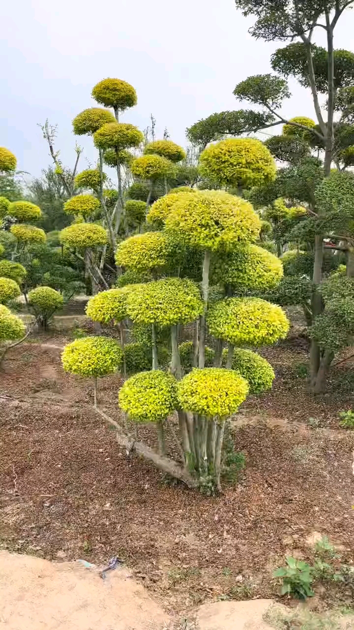 亮晶女贞造型树四季不落叶适合庭院别墅农家小院绿化栽植-度小视