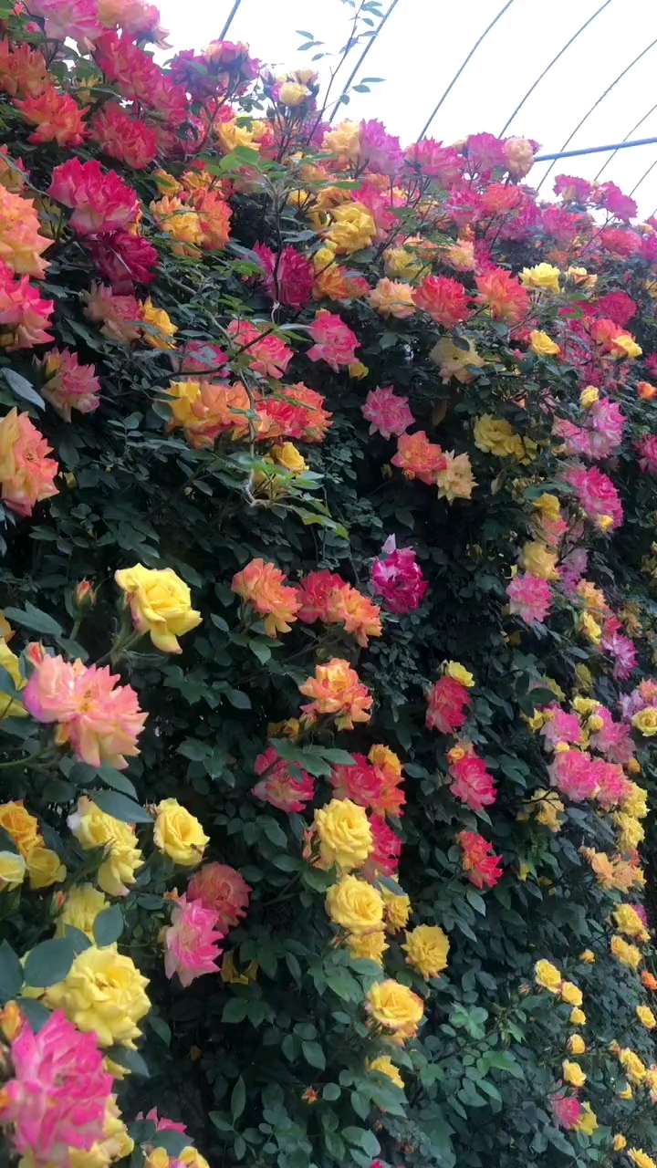 藤本月季藤彩虹开花多色也叫变色龙花量多花期长多季循环开花