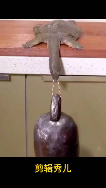 王八钓秤砣,傻子入爱河!吃秤砣铁了心