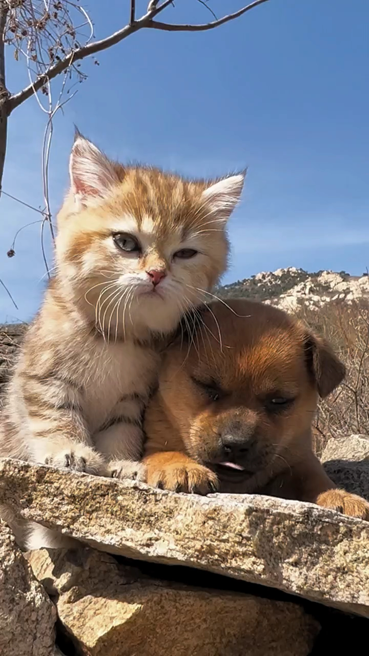 小狗狗和小猫相依为命