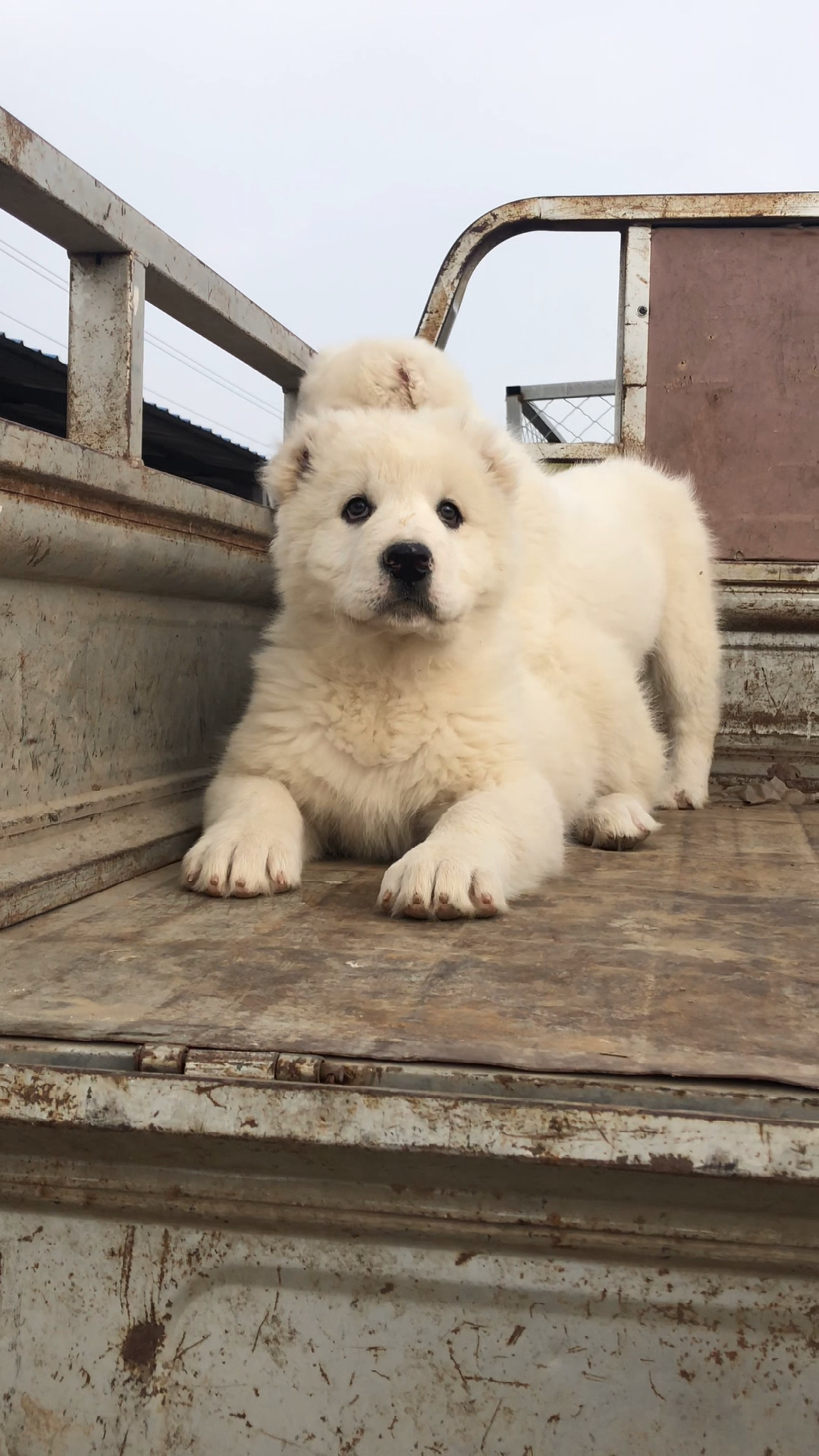 我要上热门#纯白中亚牧羊犬幼犬.