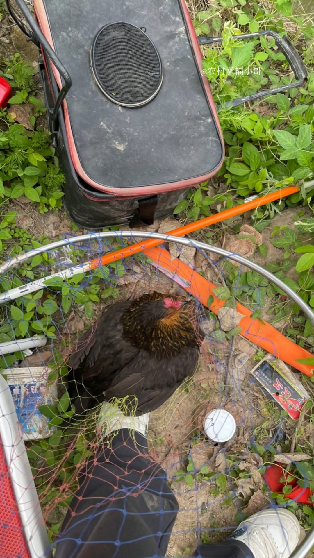 钓鱼#钓鱼竟然钓到了只鸡,那就不客气了!