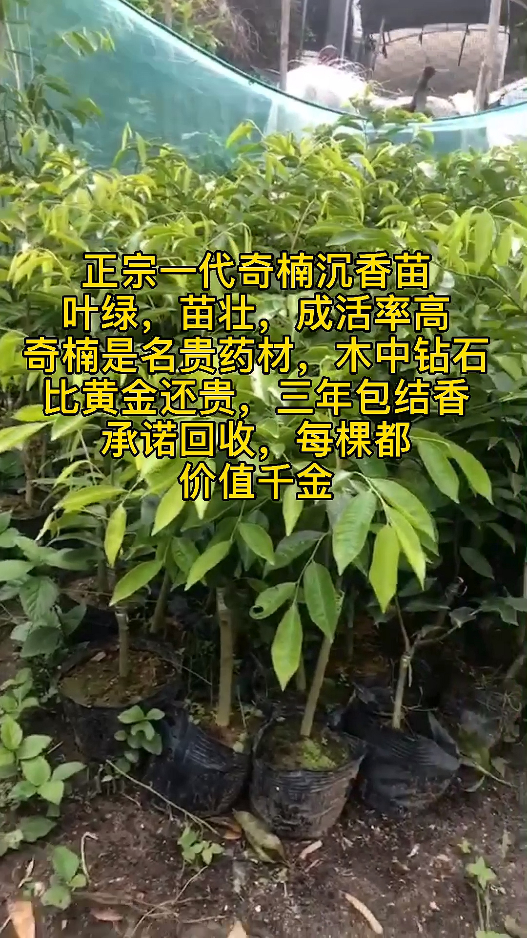 全民正能量正宗一代奇楠沉香苗回收价过万一棵家里有空地的不妨试试假