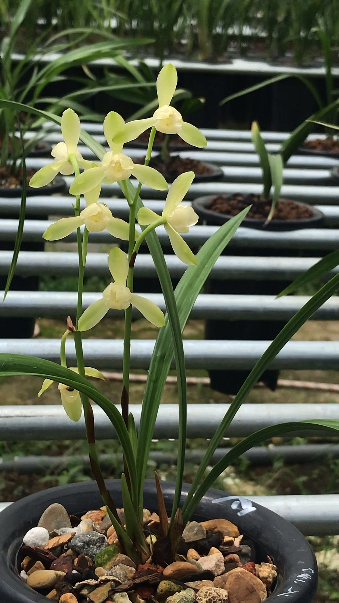 大唐宫粉兰花介绍图片