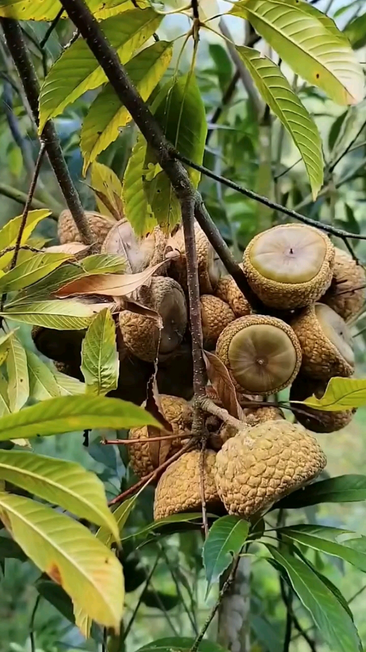 优质农产品#风流果野生果天竺粒.-度小视