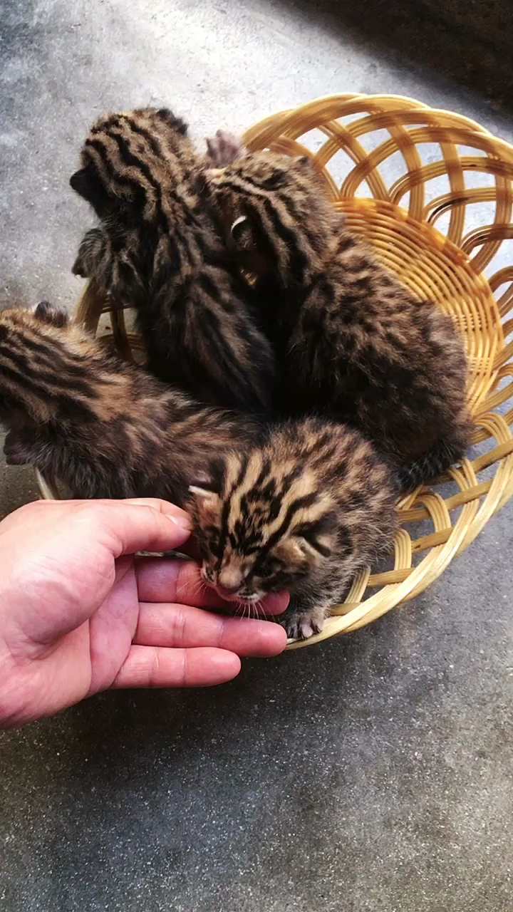 f1豹猫,孟加拉豹猫