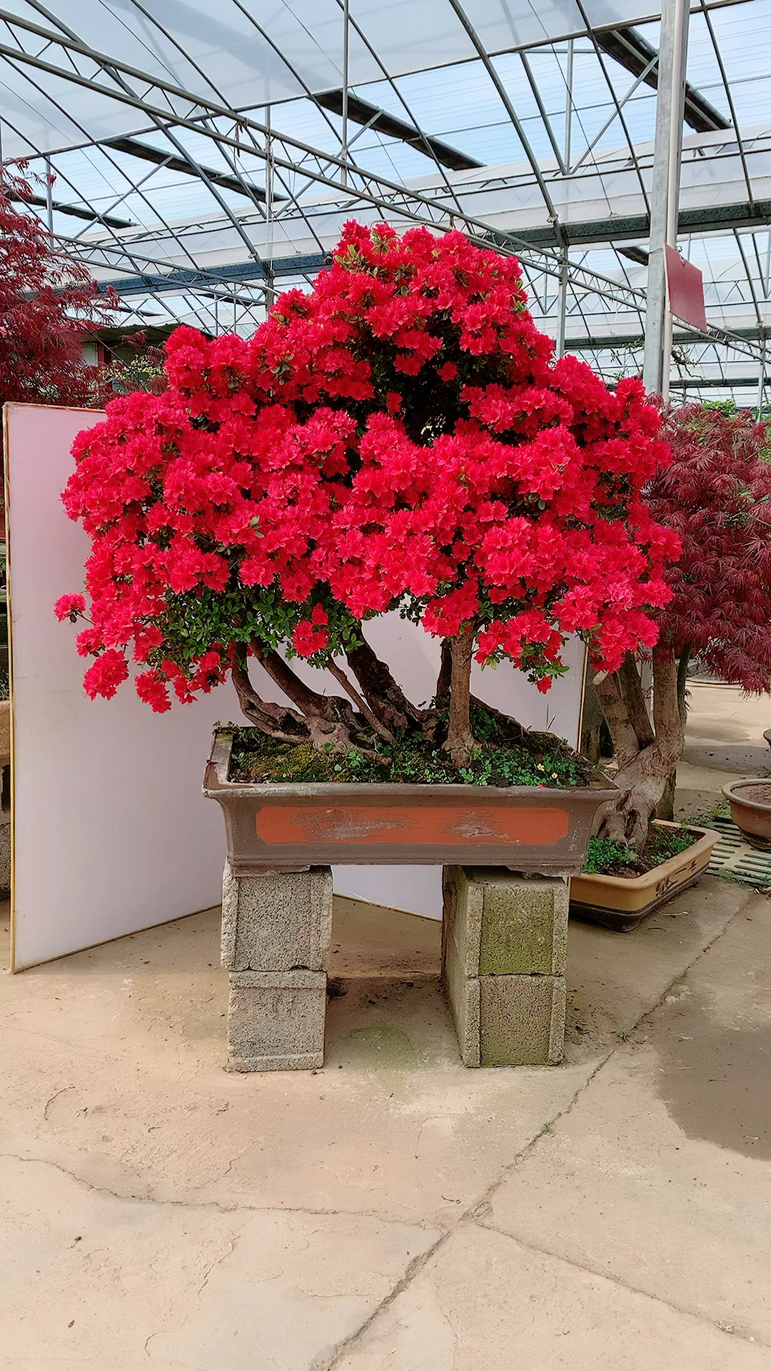 万紫千红杜鹃老桩