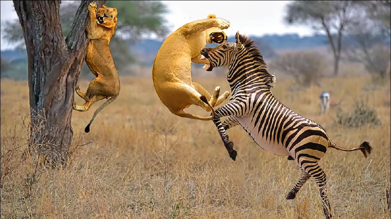 斑马把狮子踢飞