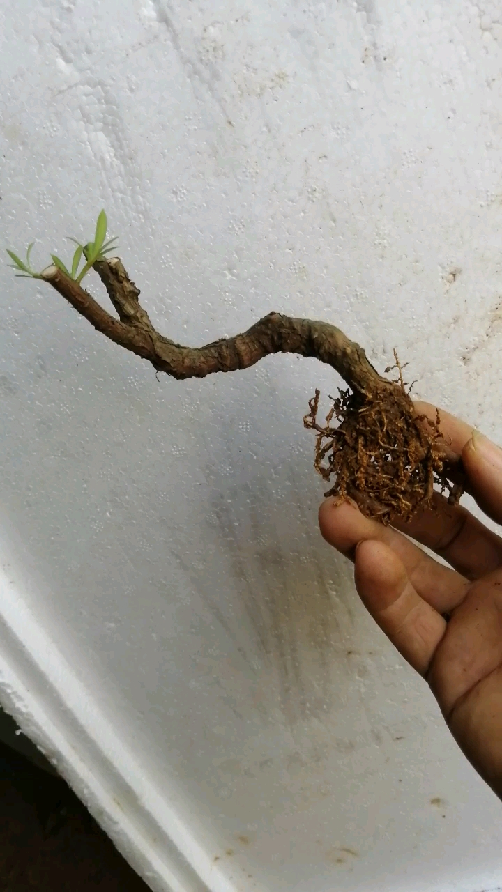 盆景#用来嫁接黑珍珠罗汉松