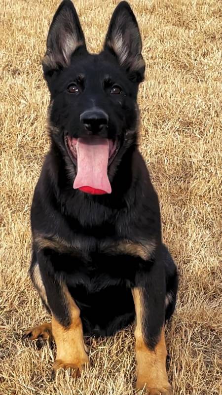 东德牧羊犬#来自四个月太极东德的魅力.-度小视