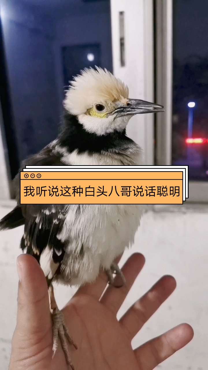 家有萌宠#我听说这种白头八哥说话聪明