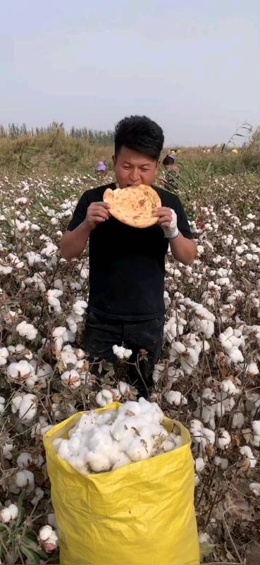 回家吃饼,让你老婆拾棉花,饼子好吃,棉花丰收,恭喜发财,财源滚滚