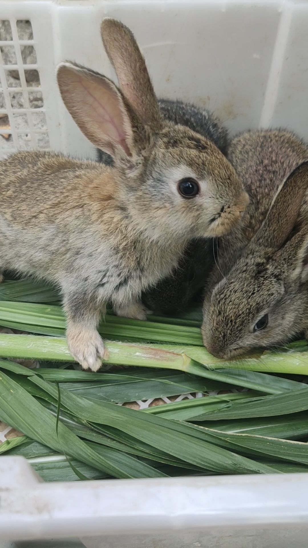三农红人#散养兔苗比利时兔子种苗月月兔