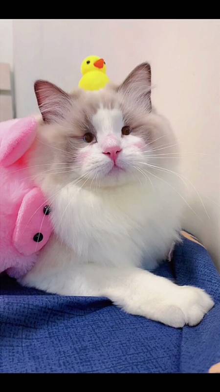 我家宠物成精了猫你们说我长得像梅尼耶还是李荣浩