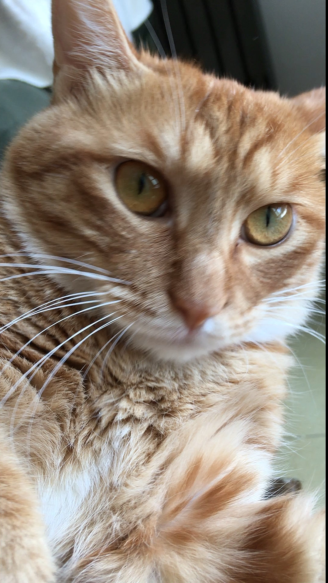 镜头下的猫咪#一个听话的小喵咪