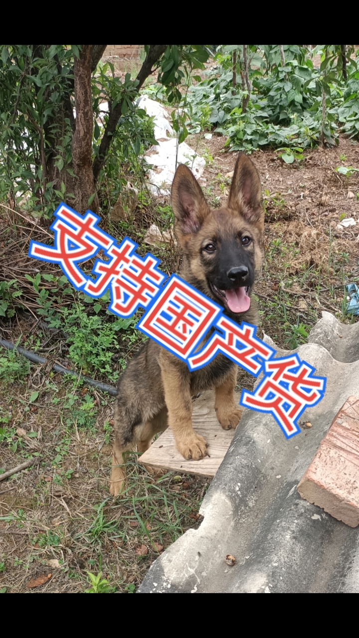我要上热门#中国昆明犬草黄品系