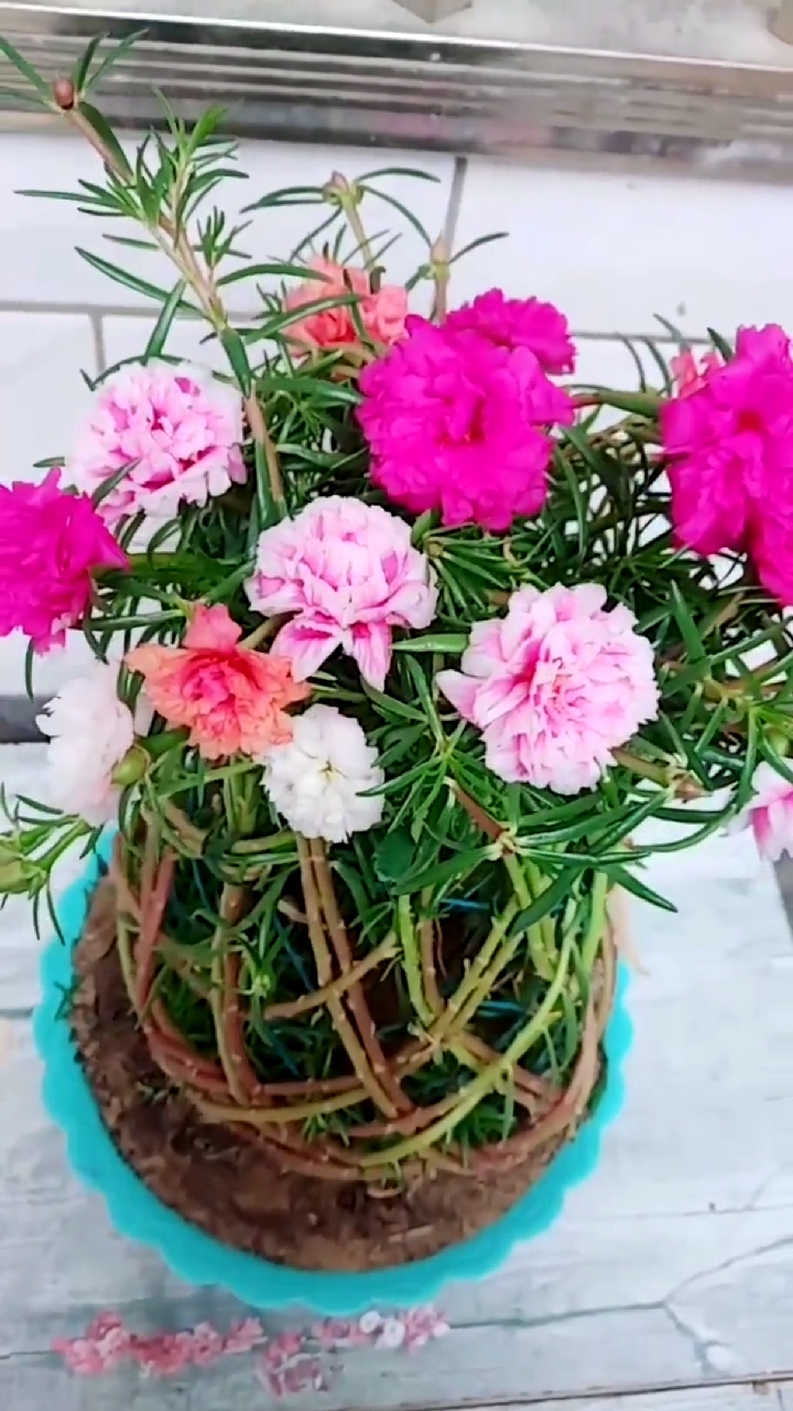 多年生宿根太阳花,各种造型,想怎么玩就怎么玩.