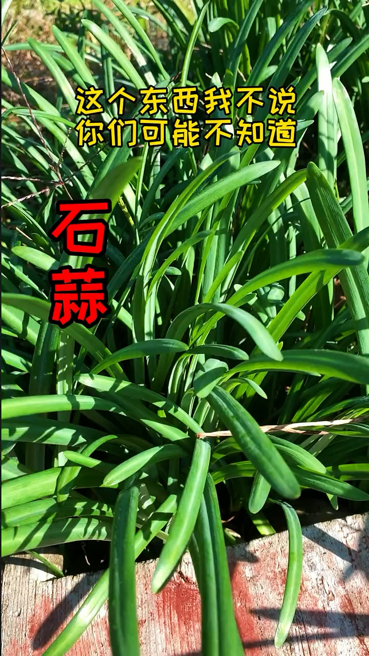 捣烂后外敷涌泉穴!-度小视