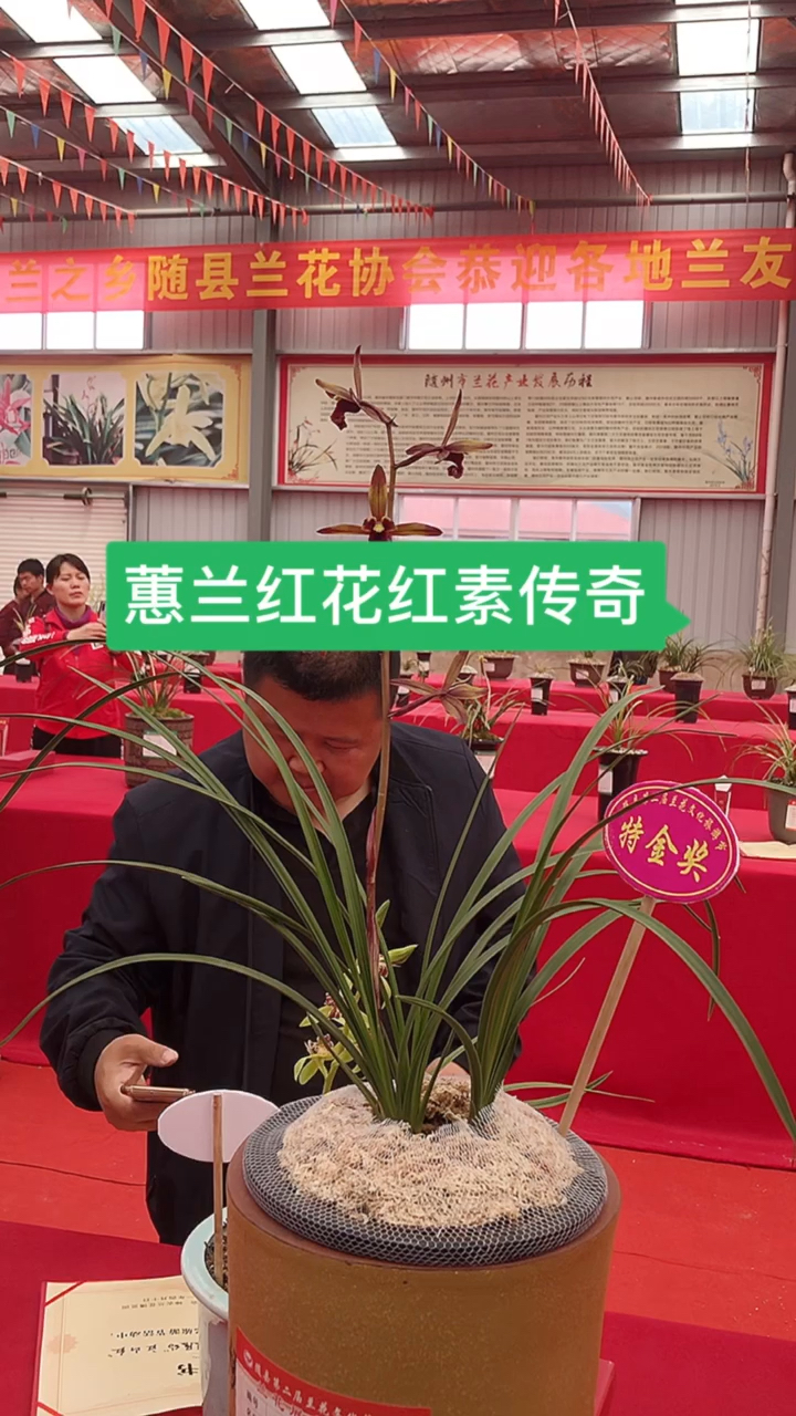 蕙兰漂亮的蕙兰红花红素传奇