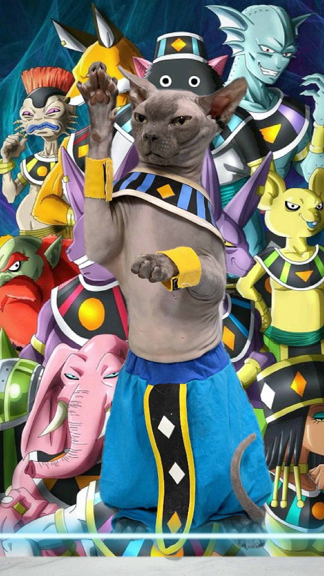 斯芬克斯无毛猫#布鲁斯来全民发视频啦!破坏神家族来啦