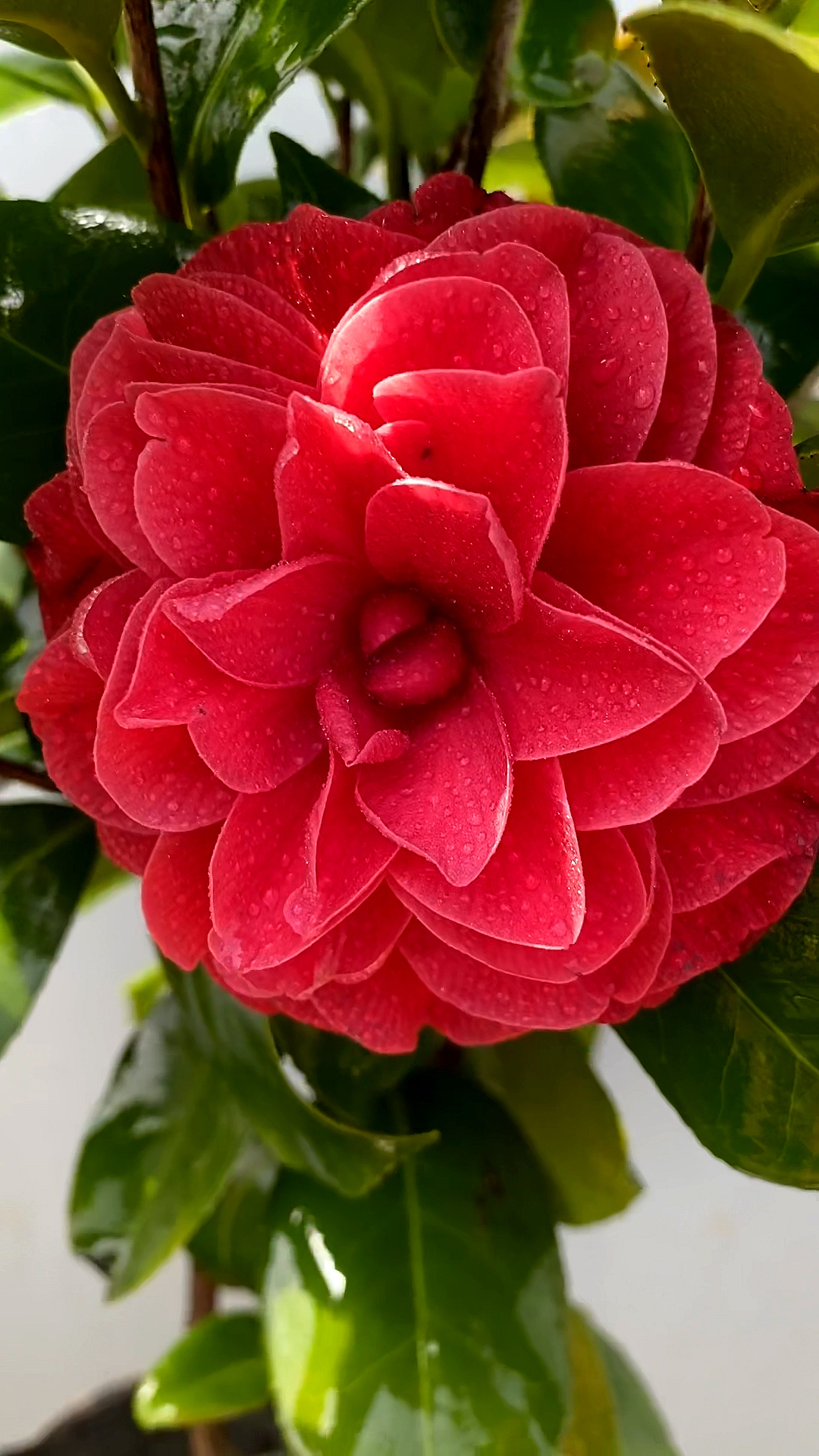 越姿茶花开品鉴赏!