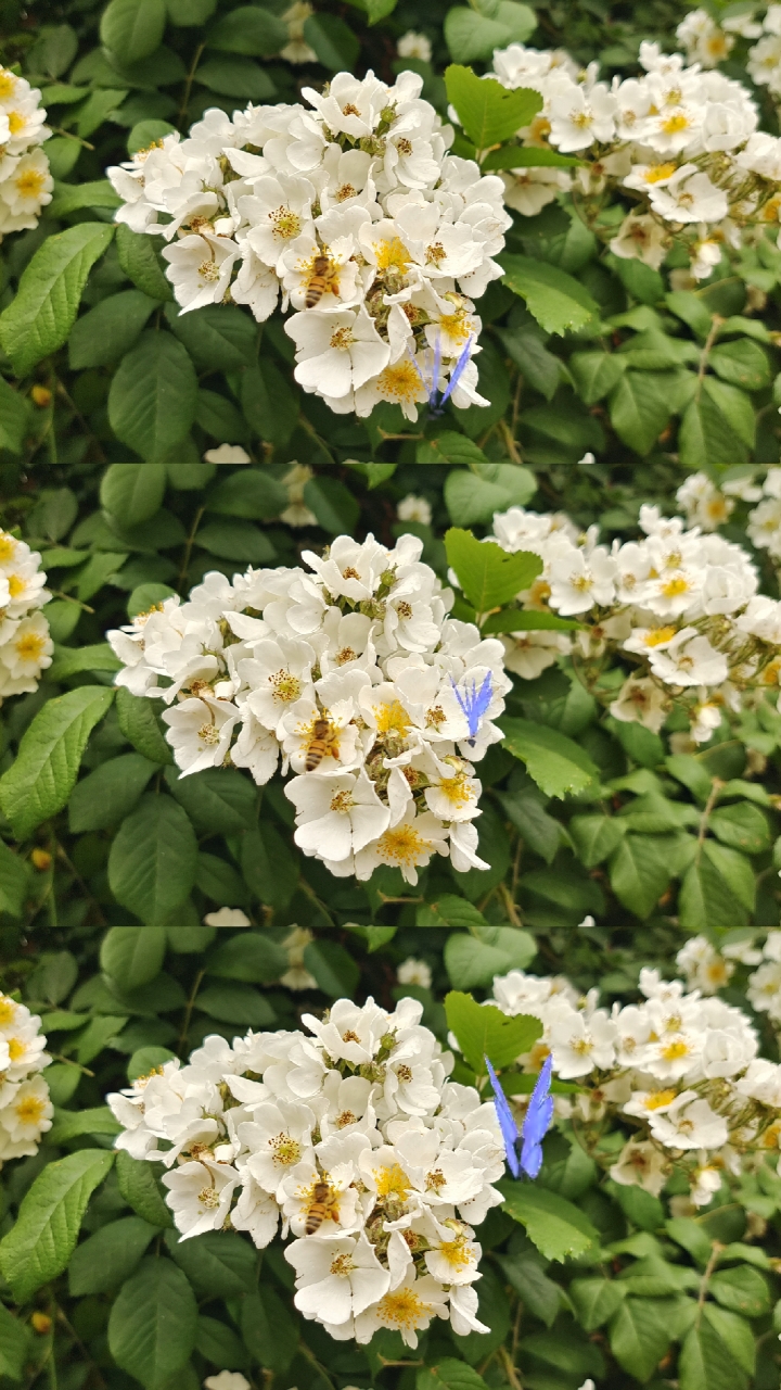 蔷薇花之白玉堂