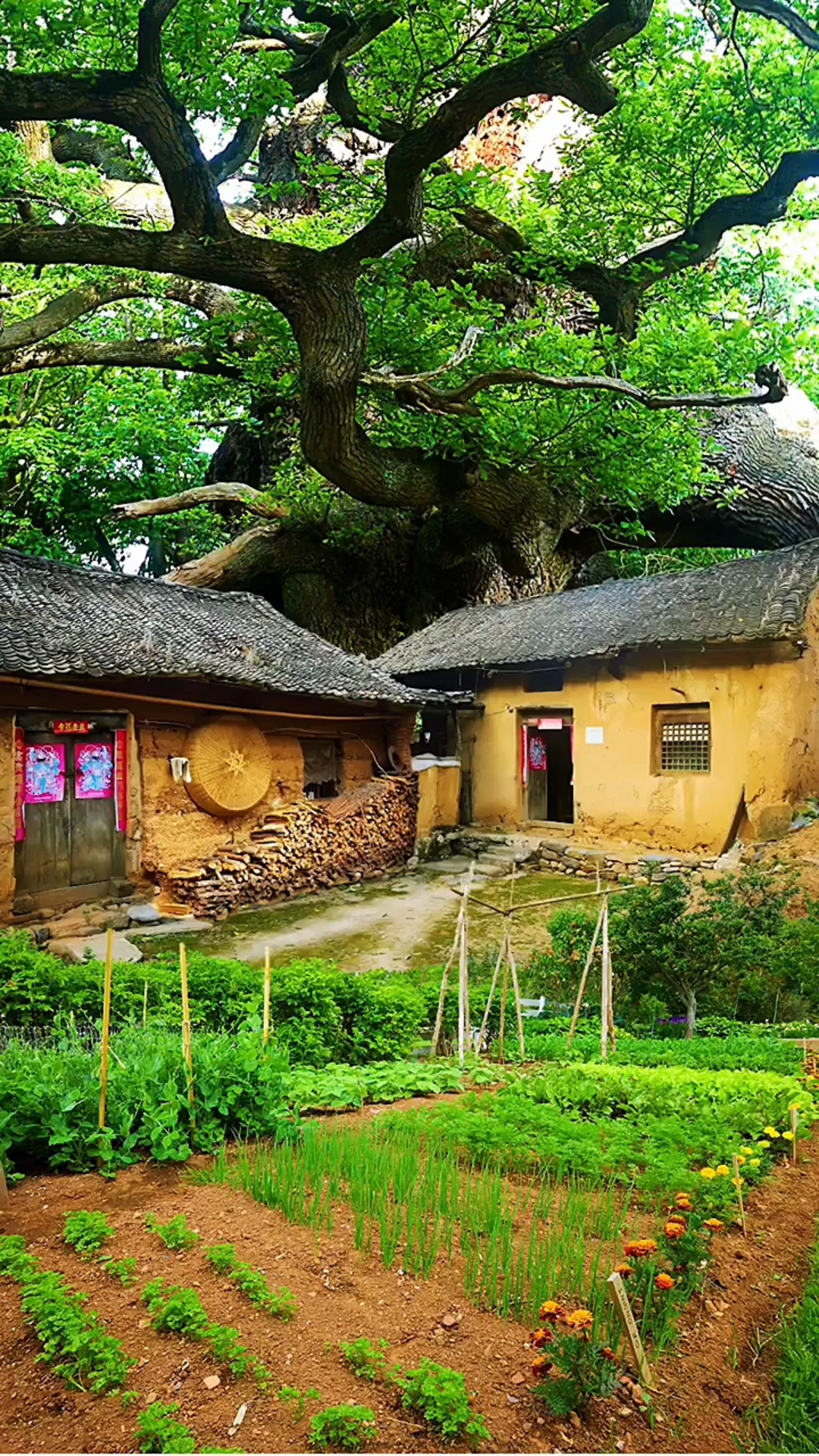 乡村,如歌如画的田园风光.