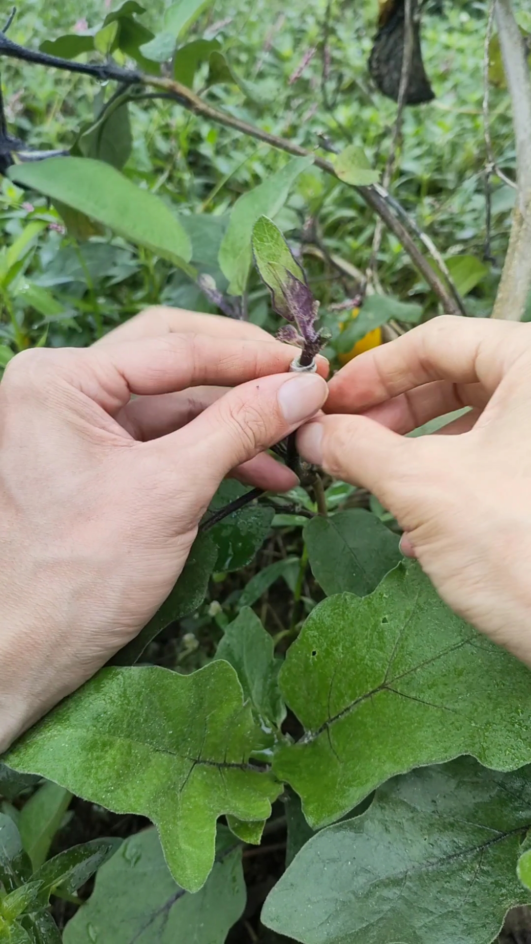 带你看三农#野生托鲁巴姆作茄子嫁接砧木较好,能增强茄子植株的啃性