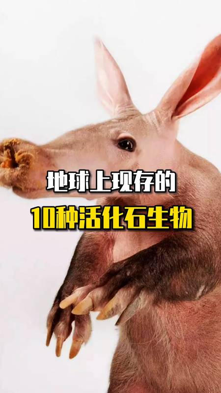 地球上现存的10种活化石生物地球上现存的10种活化石生物