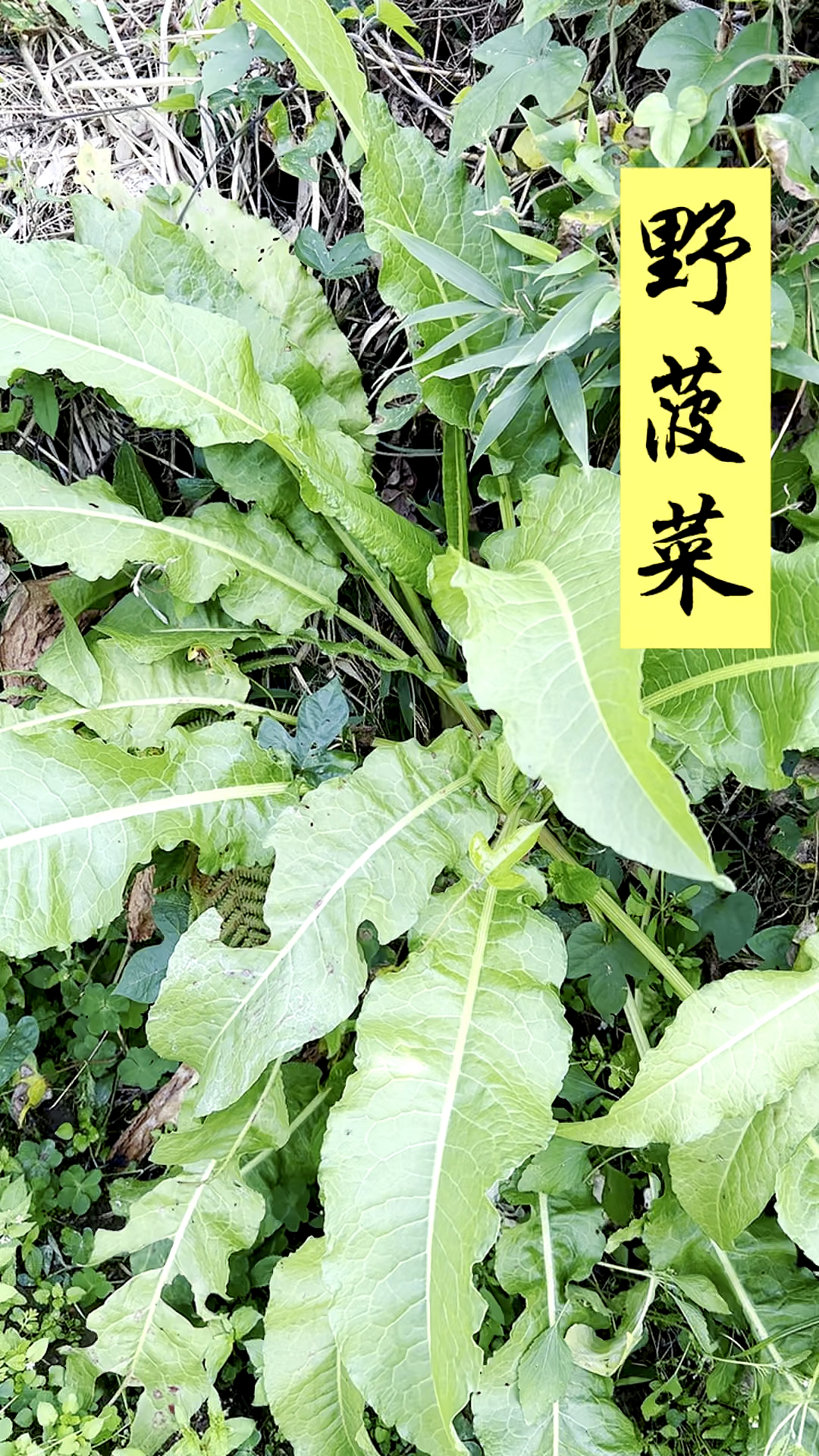 破壳计划农村路边河边常见的土大黄也叫野菠菜你们认识吗