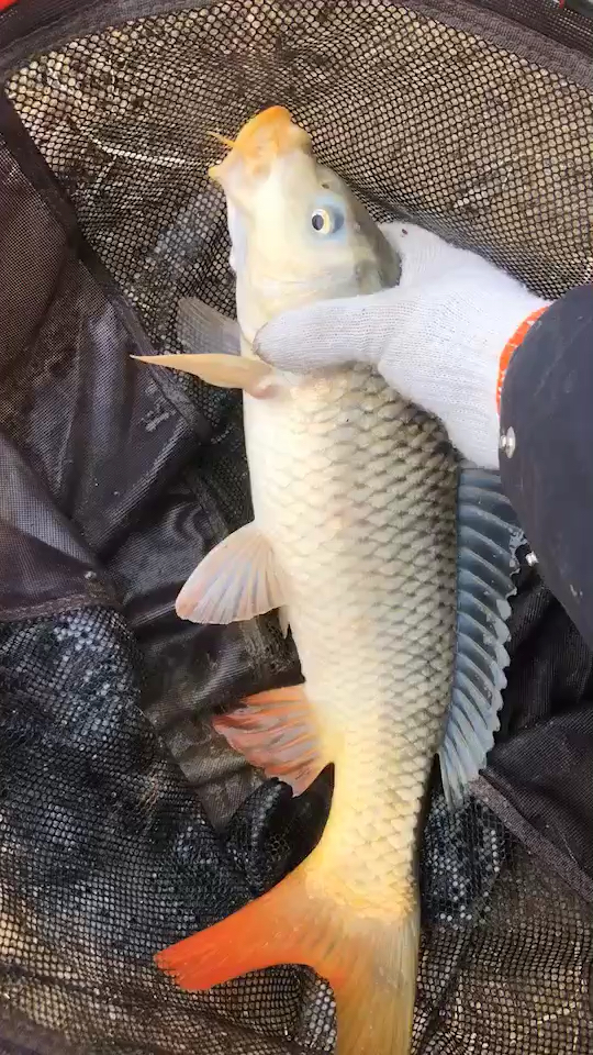 野钓松花江纯野生大鲤鱼太漂亮了