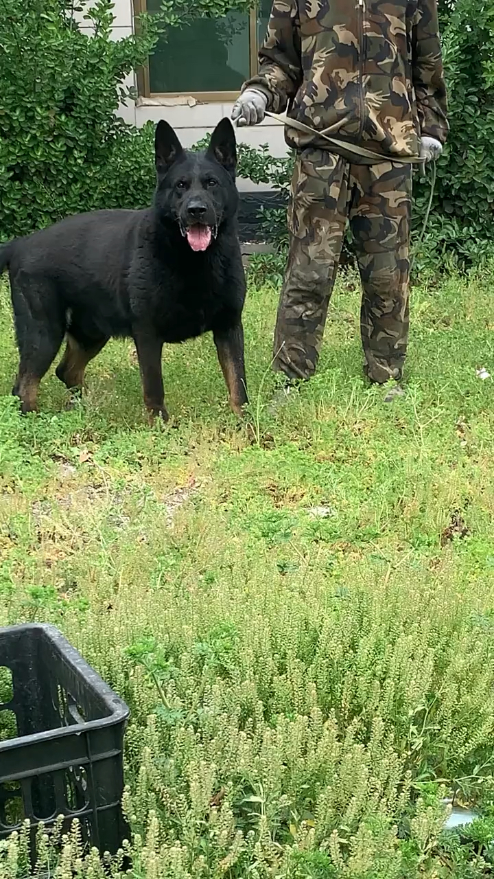 東德牧羊犬體型結構完美太極狼灰純黑東德幼犬