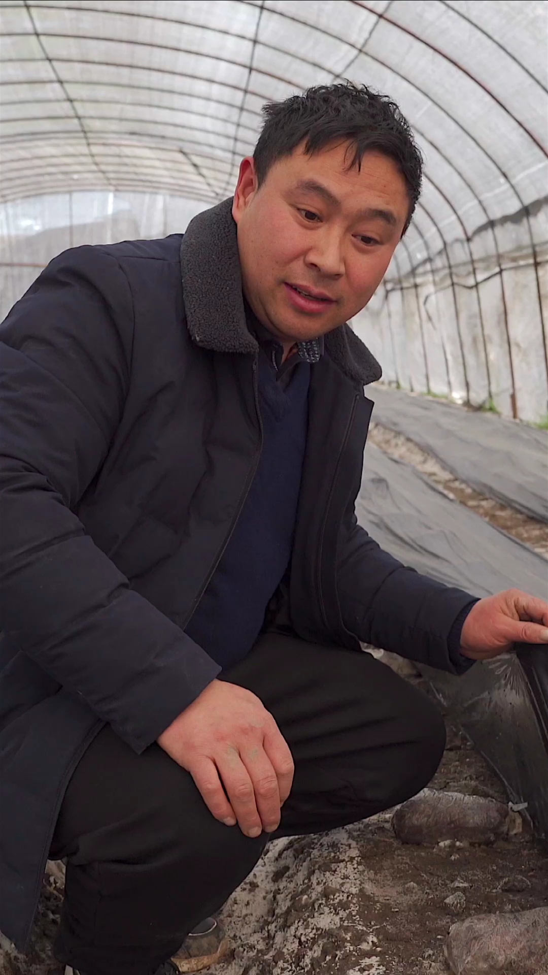 羊肚菌#羊肚菌种植户一地两用,收完茄子种羊肚菌,开始出原基了