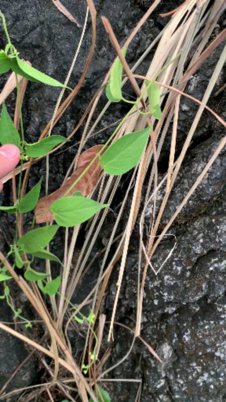 认识中草药#通脉丹,你们认识吗?没几个人知道,哈哈-度小视