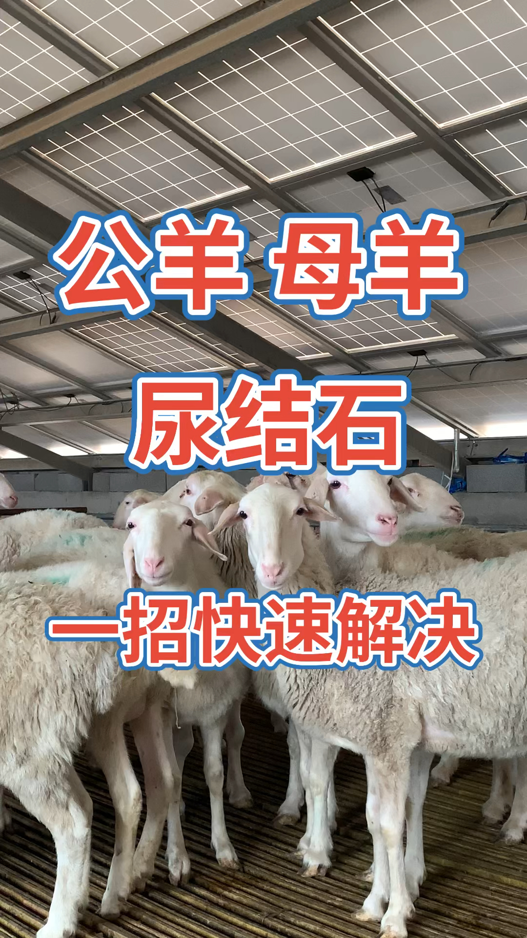 公羊母羊尿结石一招快速解决