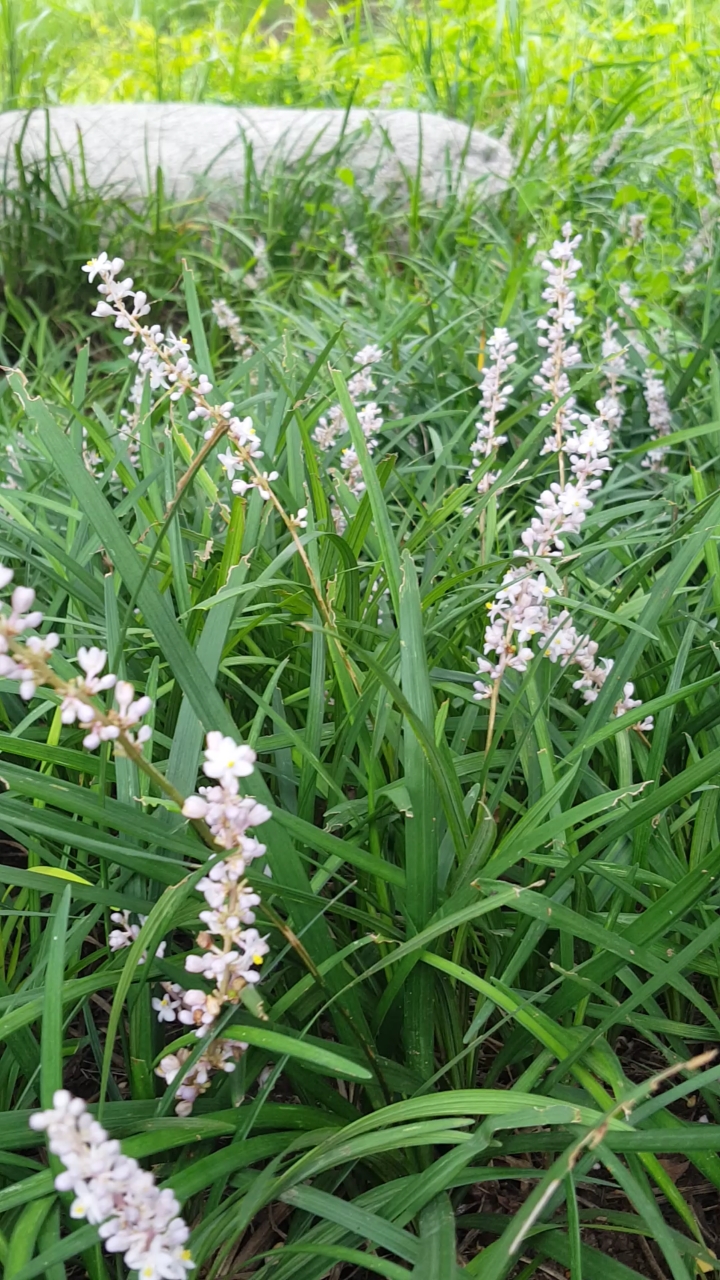 迎秋律动#药材麦冬开的花真美