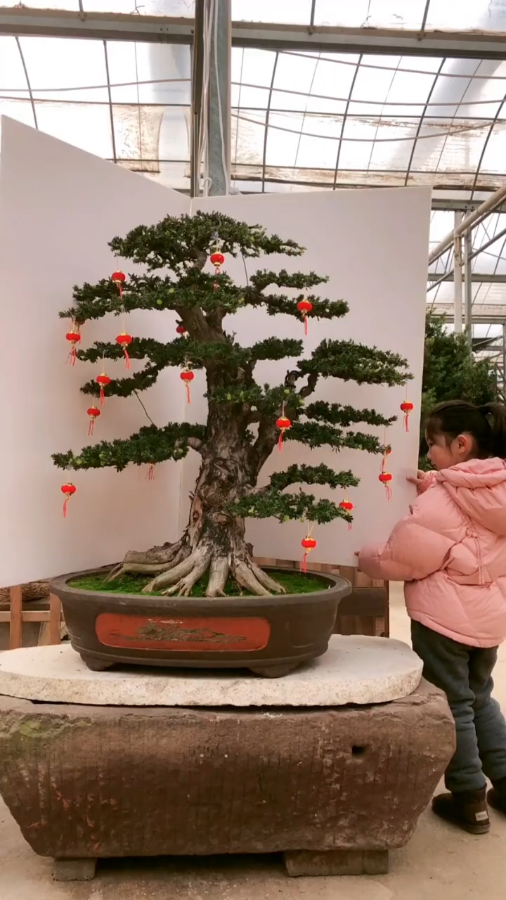 家养罗汉腰缠万贯罗汉松具有招财纳福的寓意