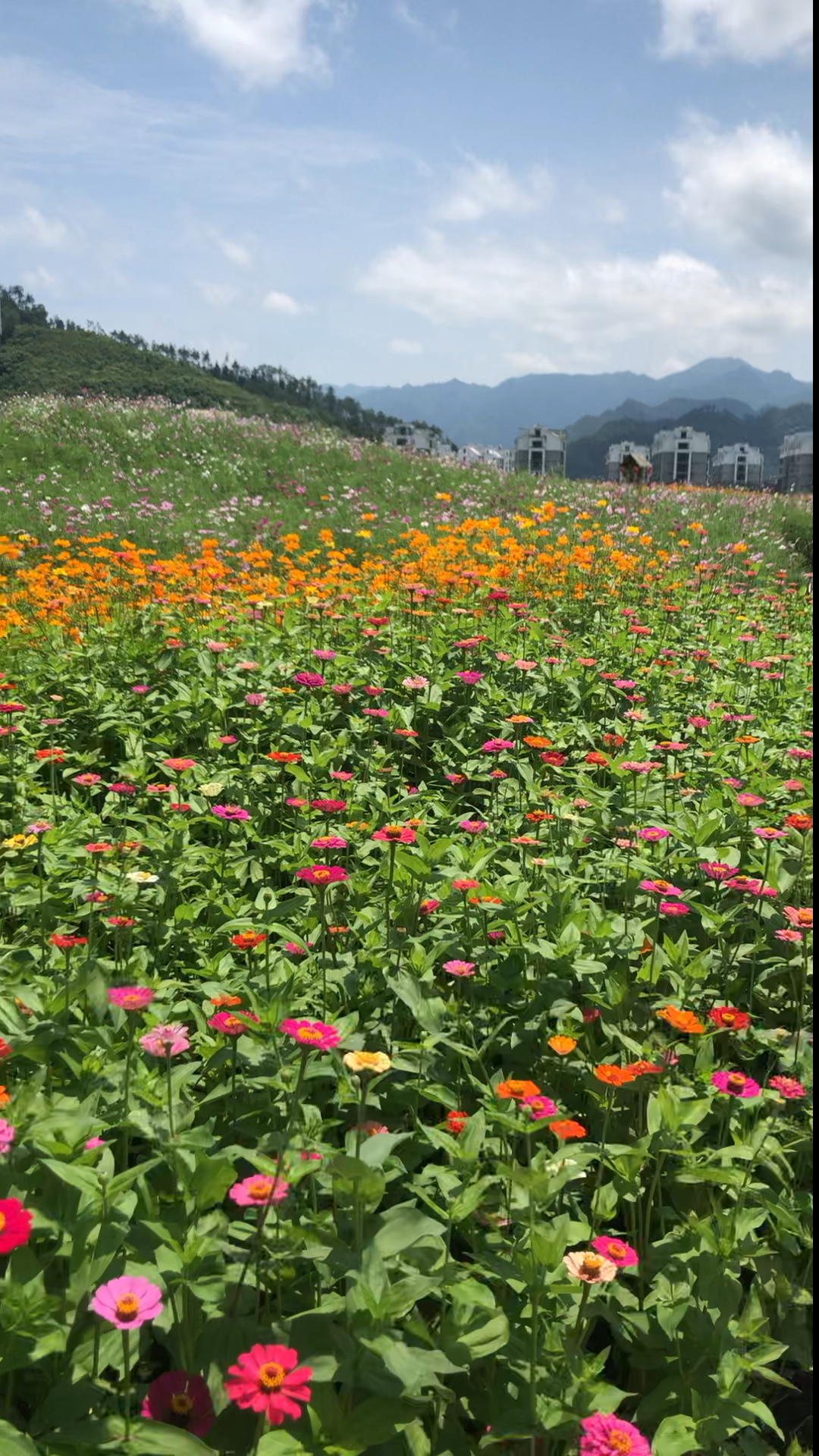 千岛湖边竟然有这么一片花海