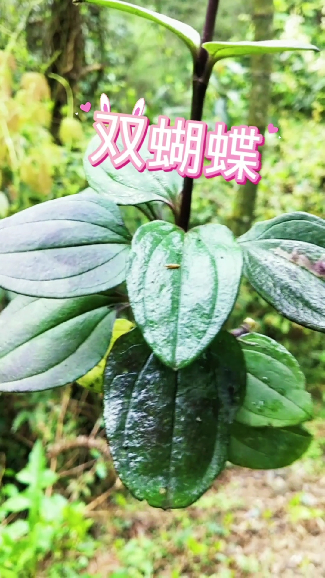 认识中草药#多年生缠绕草本植物,基生叶片2对,形状呈蝴蝶状,叫双蝴 