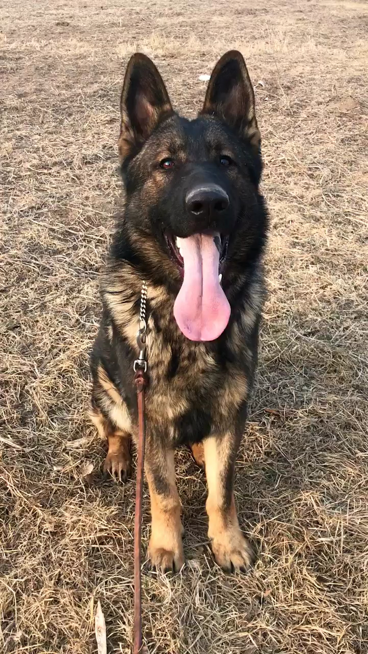 东德牧羊犬#狼灰种公巴也.