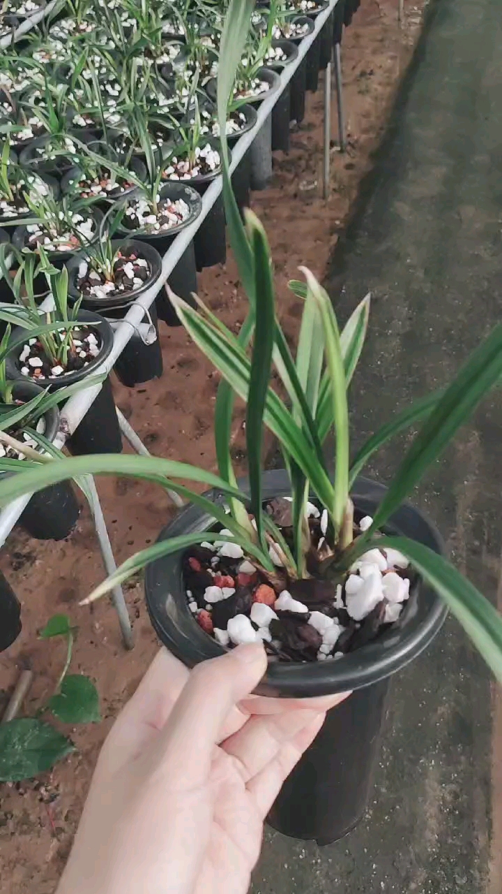 兰花小站#建兰红水晶