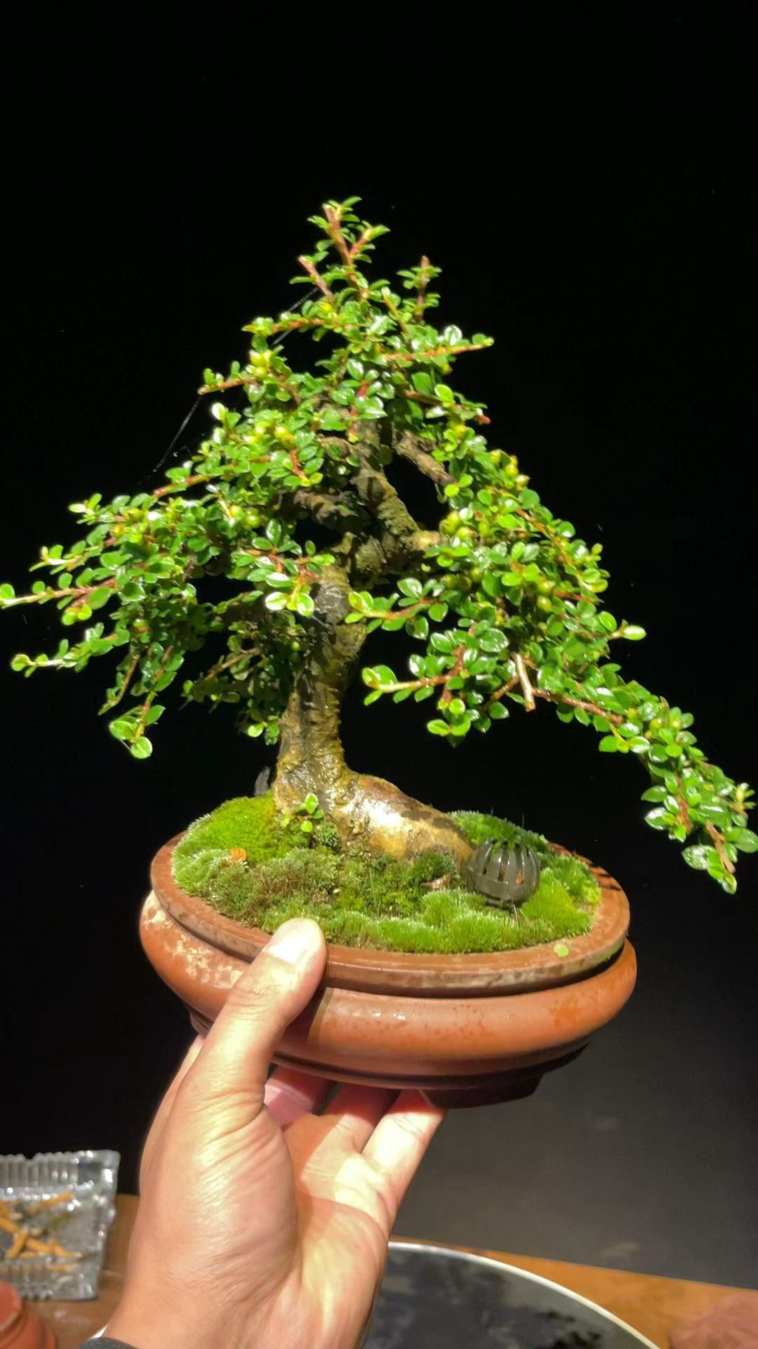 荀子矮霸小精品