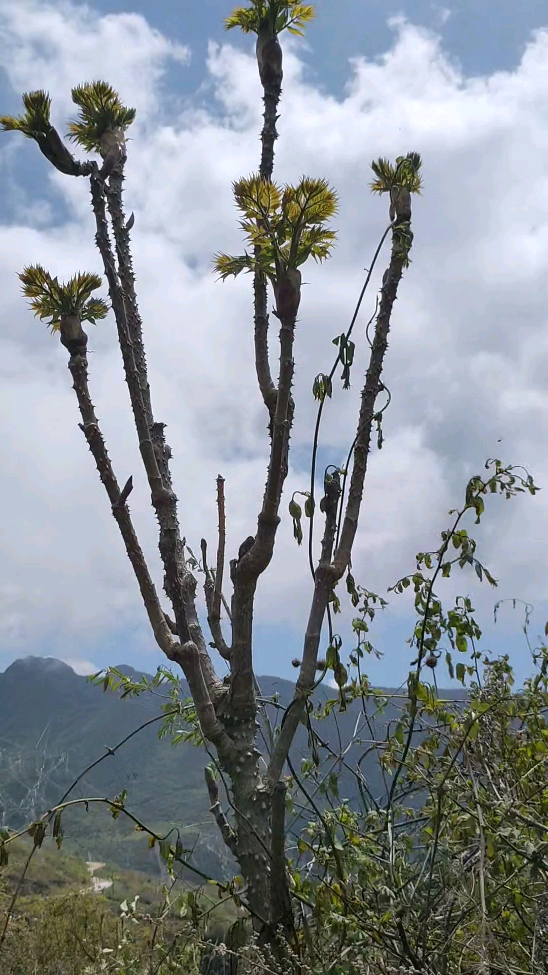 记录生活#不认识刺嫩芽树的可以看看