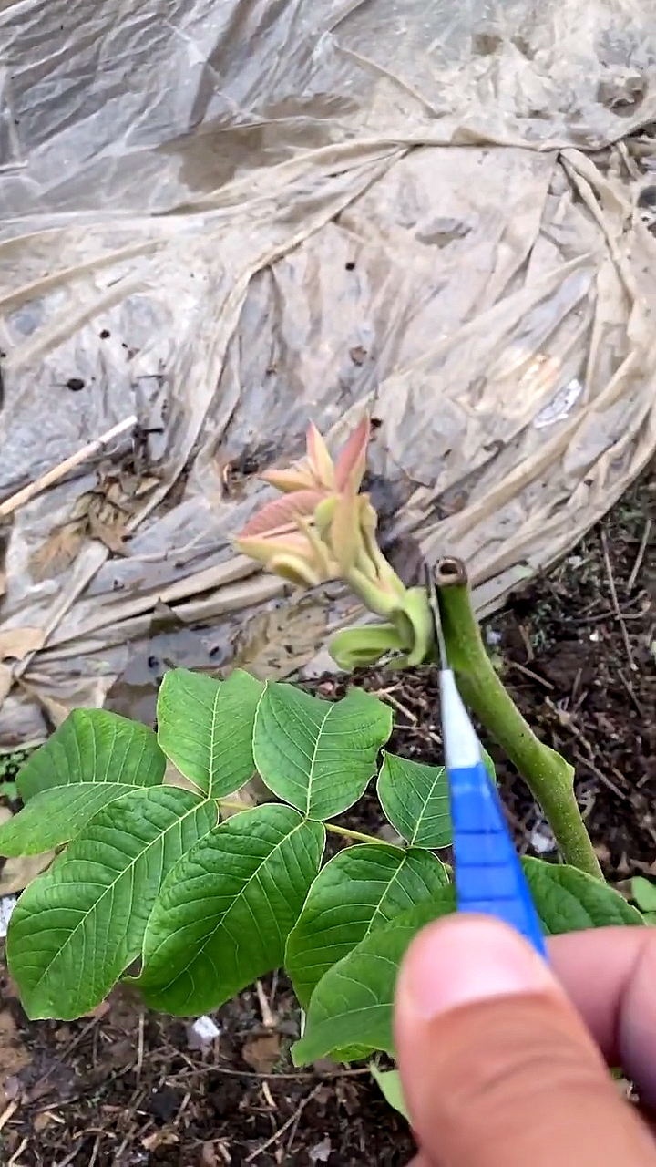 核桃樹芽接後要做到及時觀察,管理