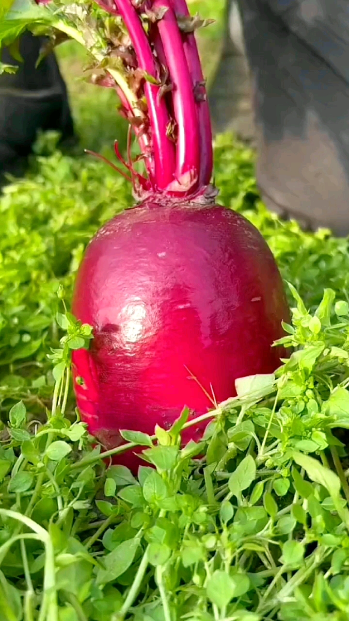 优质农产品#凤梨紫美人水果萝卜