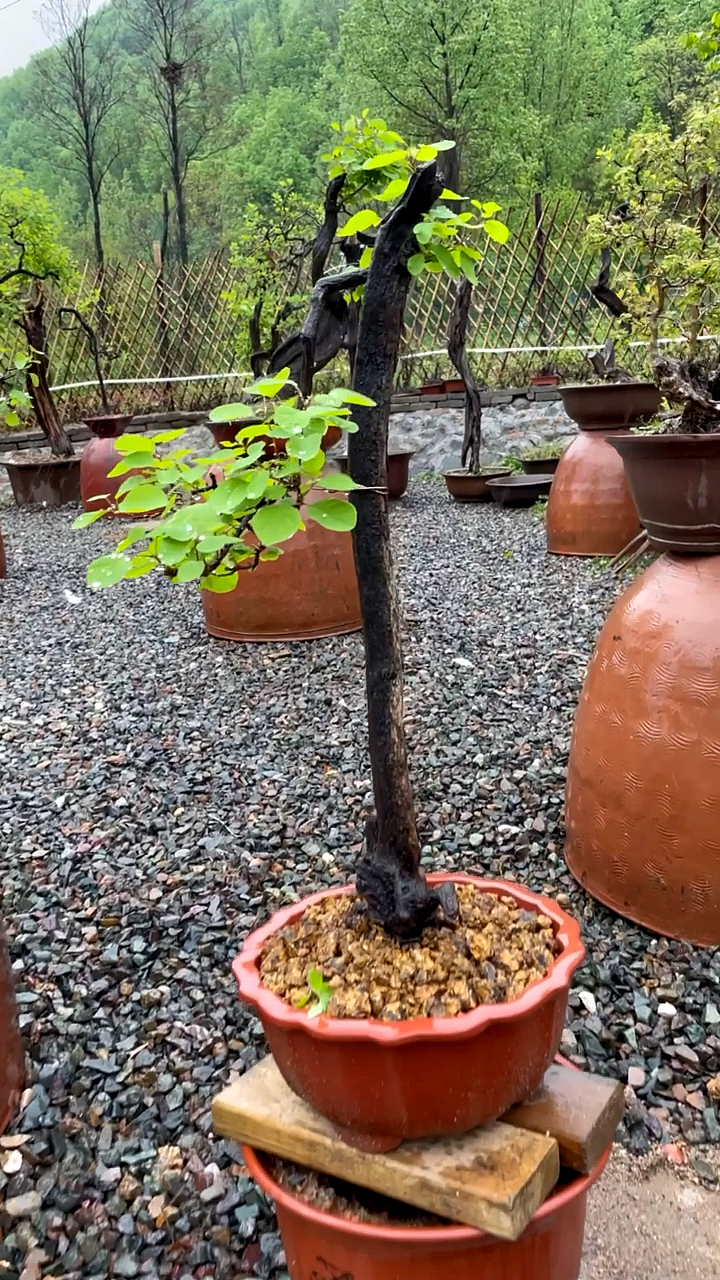 雨后得黄栌园,一颗儒雅的文人桩型,静静等待秋季红叶-度小视