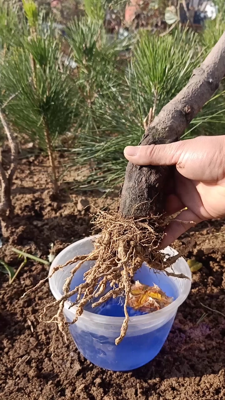 扦插高手五针松扦插技术难得一遇的高手